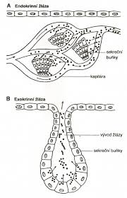 endokrinní žláza, žláza s vnitřní sekrecí