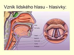 hlasivky