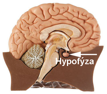 hypofýza, podvěsek mozkový