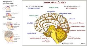mozek