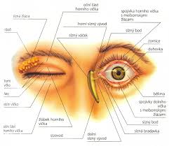 oční víčko