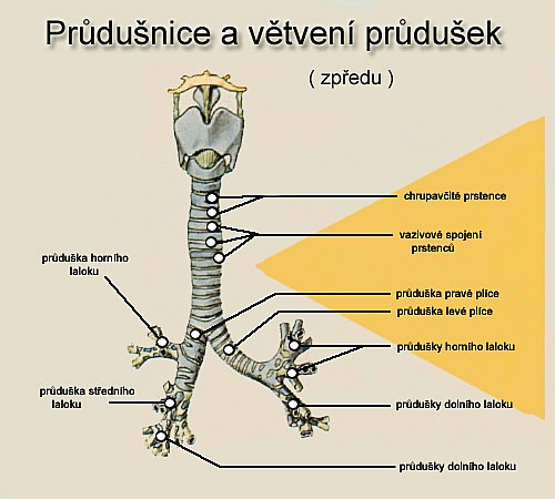 průdušnice