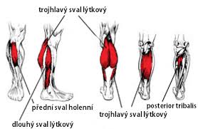 stehenní svaly