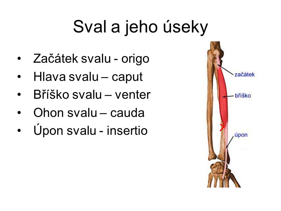 úpon svalu