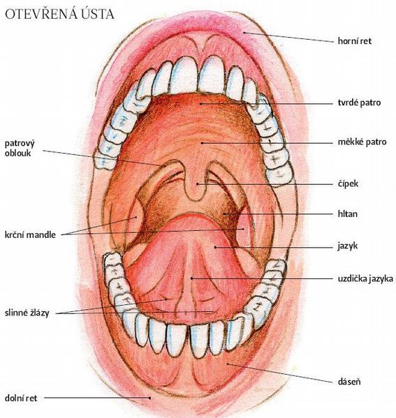 ústní dutina